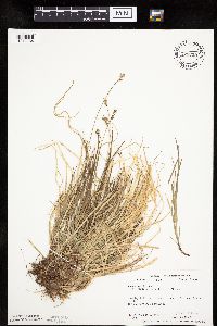 Carex peckii image