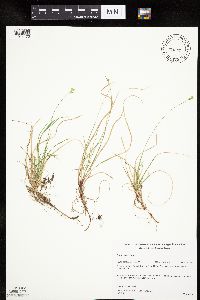 Carex peckii image