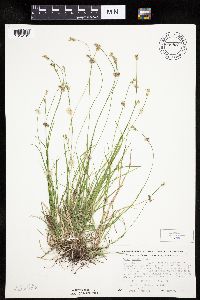 Carex peckii image