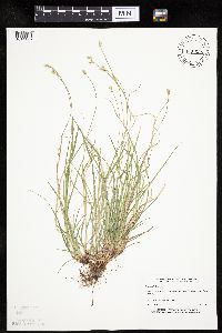 Carex peckii image