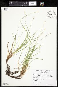 Carex peckii image