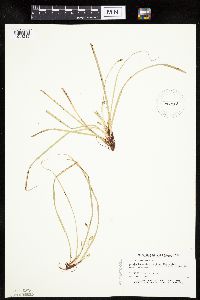 thumbnail image of current specimen
