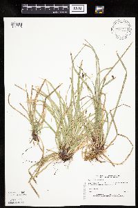 thumbnail image of current specimen