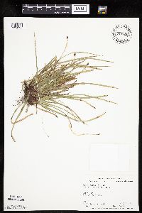 thumbnail image of current specimen