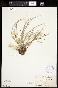 thumbnail image of current specimen