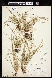 thumbnail image of current specimen