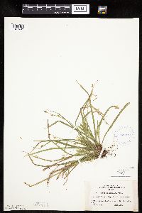thumbnail image of current specimen
