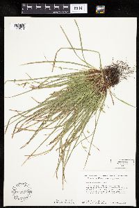 thumbnail image of current specimen