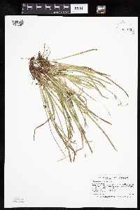 thumbnail image of current specimen