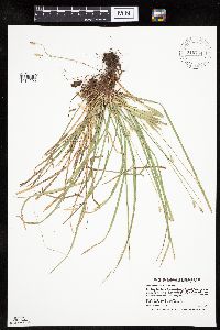 thumbnail image of current specimen