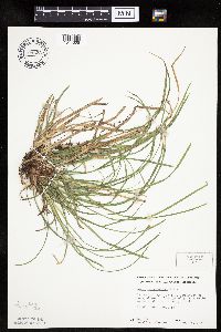 thumbnail image of current specimen