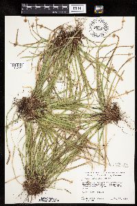 thumbnail image of current specimen