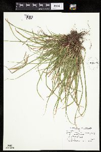 thumbnail image of current specimen