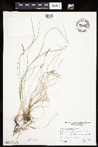 Carex pensylvanica image