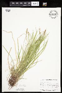 Carex pensylvanica image