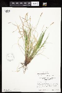 Carex pensylvanica image