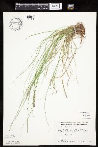 Carex pensylvanica image