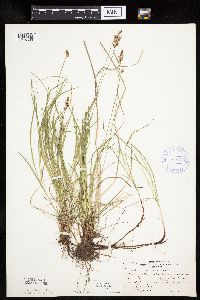 Carex pensylvanica image