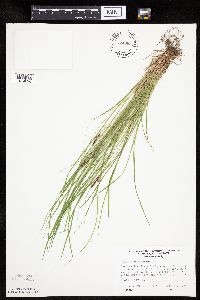 Carex pensylvanica image