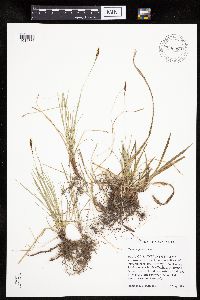 Carex pensylvanica image