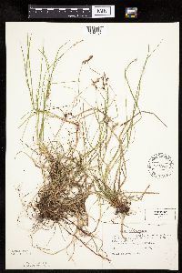 Carex pensylvanica image