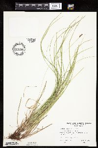 Carex pensylvanica image
