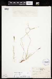 Carex pensylvanica image