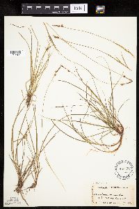 Carex pensylvanica image