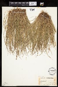 Carex pensylvanica image