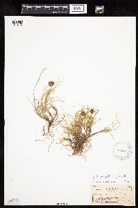 Carex perglobosa image