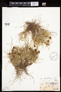 Carex perglobosa image