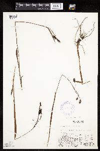 Carex podocarpa image