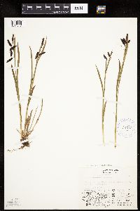 Carex podocarpa image