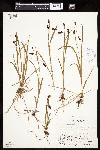 Carex podocarpa image