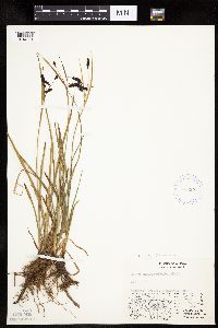 Carex podocarpa image
