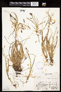 Carex podocarpa image