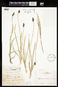 Carex podocarpa image