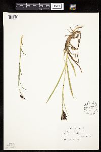 Carex podocarpa image