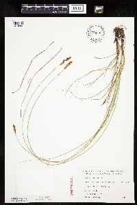 Carex praegracilis image