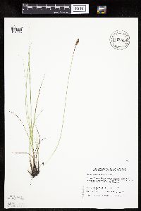Carex praegracilis image