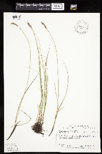 Carex praegracilis image
