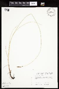 Carex praegracilis image