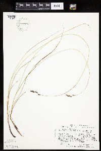 Carex praegracilis image