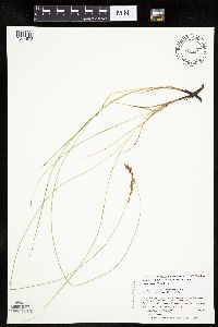 Carex praegracilis image