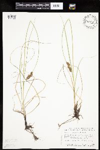 Carex praegracilis image