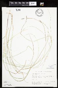 Carex praegracilis image