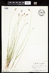 Carex praegracilis image