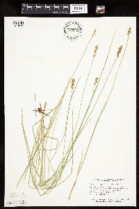 Carex praegracilis image