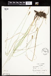 Carex praegracilis image