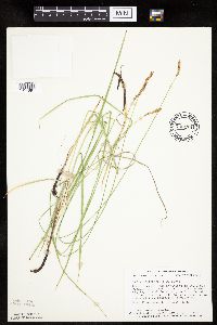 Carex praegracilis image